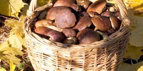 Як позбутися гіркоти грибів?