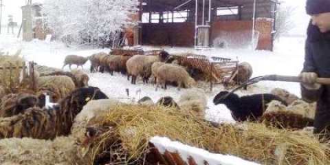 Як годувати овець: раціон, особливості