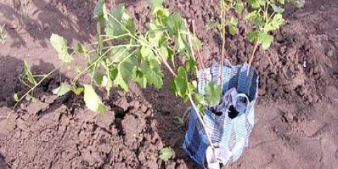 Як посадити персик навесні: необхідні умови