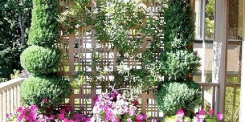 Як провести озеленення балкона?