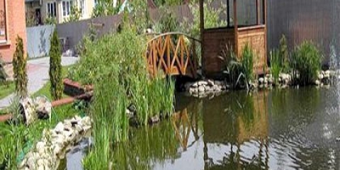 Як провести озеленення водойм?
