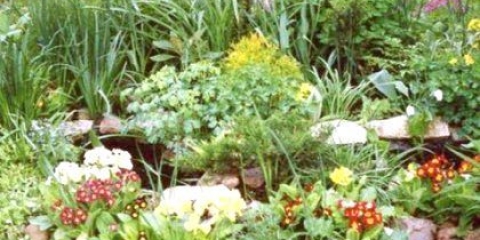 Як розташувати квіти на клумбі?