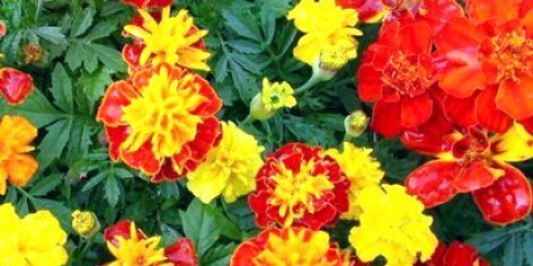 Як садити насіння чорнобривців: вирощування і догляд