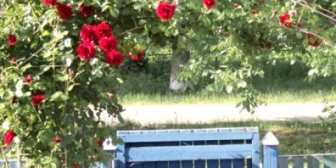 Як вирощувати в'юнкі багаторічники?