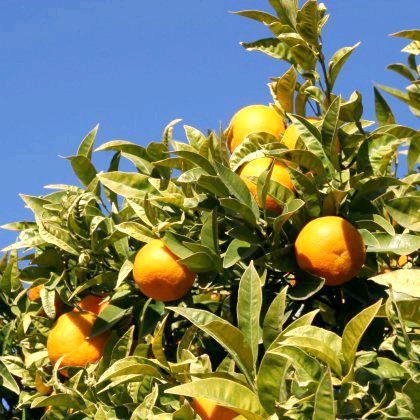 Як ростуть мандарини: інстересние факти Як ростуть мандарини: інстересние факти