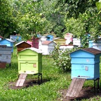 Як розвести пасіку: розведення бджіл