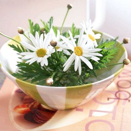 Як доглядати за ромашками на підвіконні?
